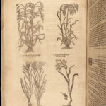 1640 BEST English HERBAL 1ed Theatrum Botanicum John Parkinson 2500+ Engravings