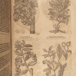 1640 BEST English HERBAL 1ed Theatrum Botanicum John Parkinson 2500+ Engravings