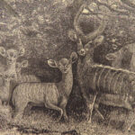 1863 African Hunting 1st ed Big Game Illustrated William Baldwin Travel AFRICA