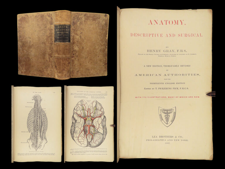 Image of 1897 Henry Gray GRAY’S ANATOMY Surgery Illustrated Medicine Physician Neurology