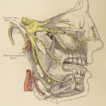1897 Henry Gray GRAY’S ANATOMY Surgery Illustrated Medicine Physician Neurology