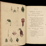 1788 Carl Linneaus BOTANY 1ed System of Vegetables Color Botanical ART Martyn