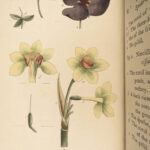 1788 Carl Linneaus BOTANY 1ed System of Vegetables Color Botanical ART Martyn