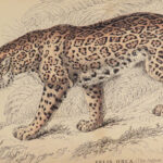 1834 CATS Lions Jaguars Tigers Bobcats Illustrated Jardine Naturalist FELINES