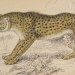 1834 CATS Lions Jaguars Tigers Bobcats Illustrated Jardine Naturalist FELINES