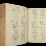 1865 Family Medicine Herbal Cures Healing Homeopathy Gunn Flora Herbs Health