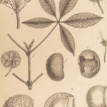 1793 Lamarck BOTANY Encyclopedia Methodique Botanique PLANTS Flowers 100 Plates