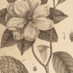 1793 Lamarck BOTANY Encyclopedia Methodique Botanique PLANTS Flowers 100 Plates