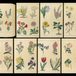 1829 Botanic Garden by Maund BOTANICAL Flowers Botany Illustrated Gardens 2v