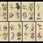 1829 Botanic Garden by Maund BOTANICAL Flowers Botany Illustrated Gardens 2v