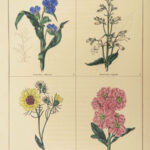 1829 Botanic Garden by Maund BOTANICAL Flowers Botany Illustrated Gardens 2v