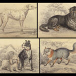 1840 DOGS Naturalists Jardine Mammalia Canine Wolves Fox Illustrated Veterinary