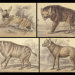 1840 DOGS Naturalists Jardine Mammalia Canine Wolves Fox Illustrated Veterinary