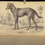 1840 DOGS Naturalists Jardine Mammalia Canine Wolves Fox Illustrated Veterinary