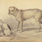 1840 DOGS Naturalists Jardine Mammalia Canine Wolves Fox Illustrated Veterinary