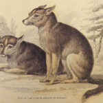 1840 DOGS Naturalists Jardine Mammalia Canine Wolves Fox Illustrated Veterinary