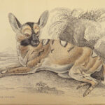 1840 DOGS Naturalists Jardine Mammalia Canine Wolves Fox Illustrated Veterinary