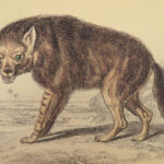 1840 DOGS Naturalists Jardine Mammalia Canine Wolves Fox Illustrated Veterinary
