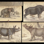 1836 Jardine Naturalist 1ed Mammals Africa Elephant Rhino Warthog Pachyderme ART