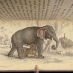 1836 Jardine Naturalist 1ed Mammals Africa Elephant Rhino Warthog Pachyderme ART