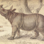 1836 Jardine Naturalist 1ed Mammals Africa Elephant Rhino Warthog Pachyderme ART