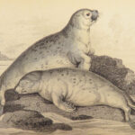 1839 SEA MONSTERS Amphibious Walrus Seals Manatee Jardine Kraken ART Leviathan