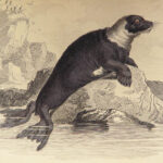 1839 SEA MONSTERS Amphibious Walrus Seals Manatee Jardine Kraken ART Leviathan