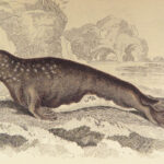 1839 SEA MONSTERS Amphibious Walrus Seals Manatee Jardine Kraken ART Leviathan