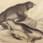 1839 SEA MONSTERS Amphibious Walrus Seals Manatee Jardine Kraken ART Leviathan