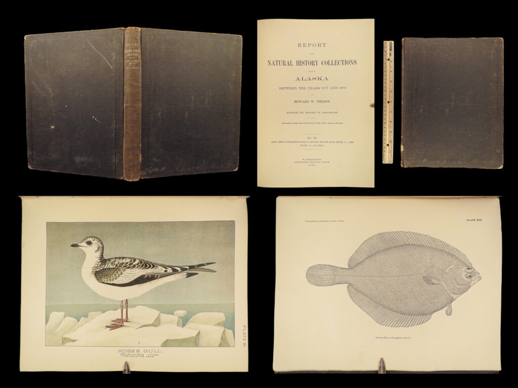 1887 alaska 1ed natural history zoology illustrated birds fish geology canada | a rare 19<sup>th</sup>-century report on natural history in alaska by edward nelson. This work <strong>includes 21 beautiful full-page color engravings of animals native to alaska and canada</strong>. Some of the notable animals depicted in this work include puffins, warbles, geese, and fish. These reports include behavior of animals, where they make their homes, as well as geographical information of northern siberia and canada.
