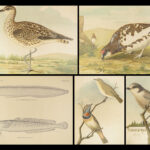 1887 ALASKA 1ed Natural History Zoology Illustrated BIRDS Fish Geology Canada