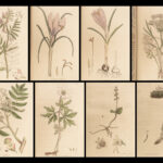 1796 English Botany James Sowerby 71 Plates Botanical Color Flowers Plants RARE
