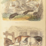 1870 Domesticated Animals Mudie Farm Dogs Cats Horses Poultry Chickens Pets