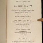 1801 English Botany James Sowerby Color Illustrated Flowers British Plants RARE