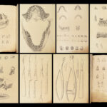 1831 DENTIST Medical Anatomy TEETH Dental + Physiology Pathology EARS Otology
