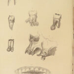 1831 DENTIST Medical Anatomy TEETH Dental + Physiology Pathology EARS Otology