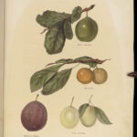 1851 New York 1ed Agriculture FARMING Fruits & Vegetables Illustrated Apples