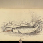1839 SEA MONSTERS Amphibious Walrus Seals Manatee WHALES Kraken Leviathan 2v