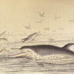 1839 SEA MONSTERS Amphibious Walrus Seals Manatee WHALES Kraken Leviathan 2v