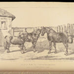 1874 EQUESTRIAN Farriery Miles Veterinary Medicine Cattle Cows ART Horses