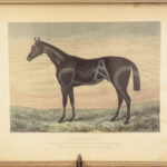 1874 EQUESTRIAN Farriery Miles Veterinary Medicine Cattle Cows ART Horses