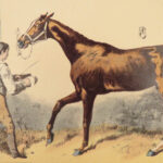 1874 EQUESTRIAN Farriery Miles Veterinary Medicine Cattle Cows ART Horses