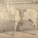 1874 EQUESTRIAN Farriery Miles Veterinary Medicine Cattle Cows ART Horses