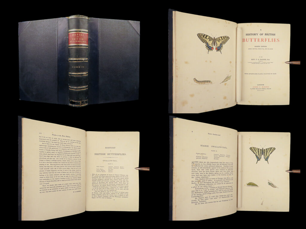 1895 butterflies butterfly art naturalist entomology science 79 color plates |   “<em>a history of british butterflies</em>” by notable 19<sup>th</sup>-century parson-naturalist, rev. Francis orpen morris is a pictorial scientific treatise that explores the fascinating world of entomology, specifically focusing on british butterflies. This book provides an exhaustive classification of butterflies and includes a detailed analysis of their anatomy and organization. Moreover, the author’s descriptions are <strong>accompanied by 79 vivid, hand-colored plates depicting the variety of butterfly species</strong> found throughout great britain. This book was written to provide information on british butterflies that the author himself had sought but had been unable to find in other works.