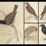 1867 British BIRDS 300+ Hand-colored Illustrations Woodpeckers Swift Morris 8v