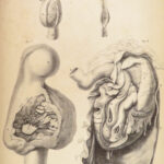 1837 John Hunter Anatomy Atlas Surgery Medicine Illustrated Biology Veterinary