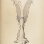 1837 John Hunter Anatomy Atlas Surgery Medicine Illustrated Biology Veterinary
