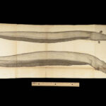 1837 John Hunter Anatomy Atlas Surgery Medicine Illustrated Biology Veterinary