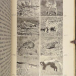 1910 Theodore Roosevelt 1st ed African Game Trails Illustrated HUNTING Sporting