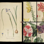 1816 HERBAL by Mordant Launay | Amateur Gardening Botany FLOWERS Plants 5v